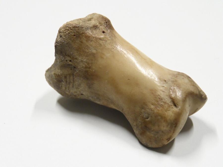 knuckle bone
