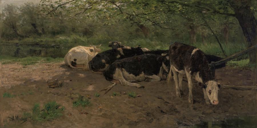 Koeien in de schaduw