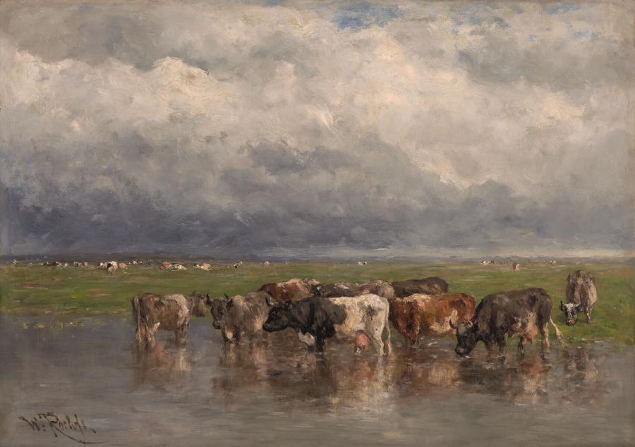 Cattle in the Polder