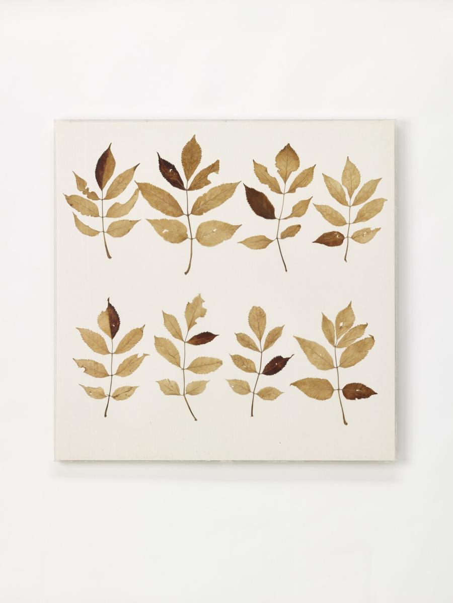 Fotosynthese vlier 1 + 2