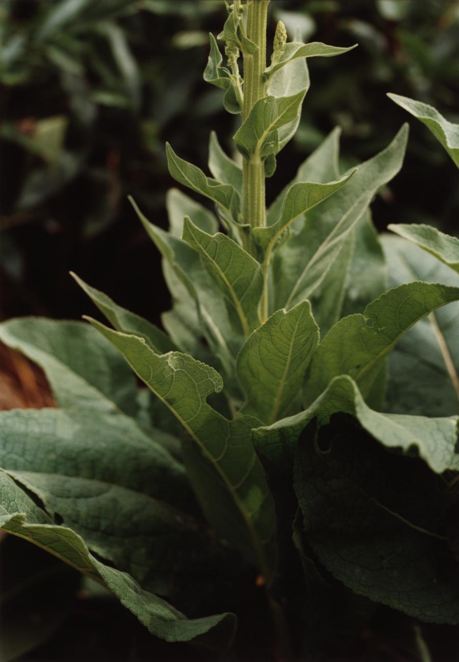 Pflanze nr. 12, Grün einer Königskerze, Garten Villa Römerholz, Winterthur