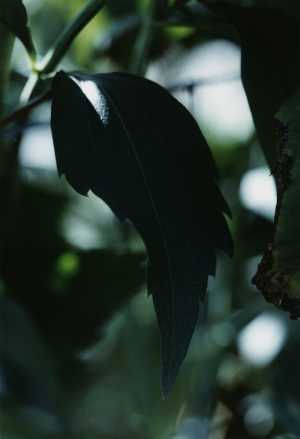 pflanze-nr-23-blatt-eines-rittersporns-garten-villa-roemerholz-winterthur