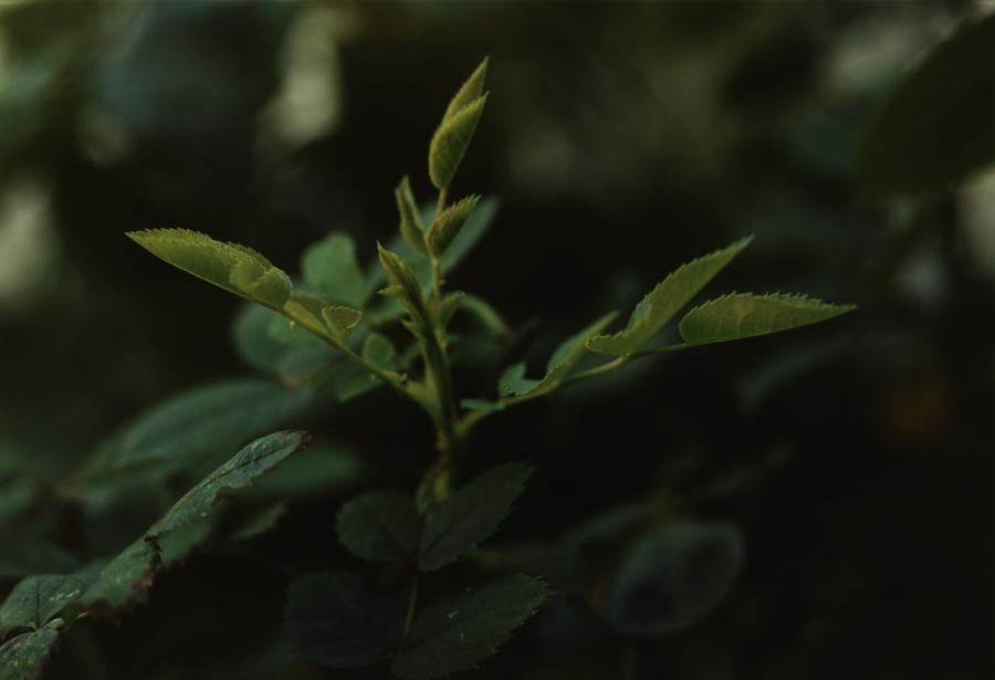 Pflanze nr. 48, Junge Rosenzweige, Garten Familie Hartman, Düsseldorf