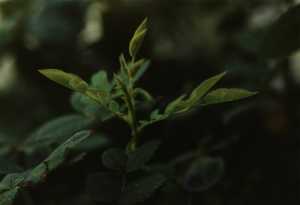 pflanze-nr-48-junge-rosenzweige-garten-familie-hartman-duesseldorf