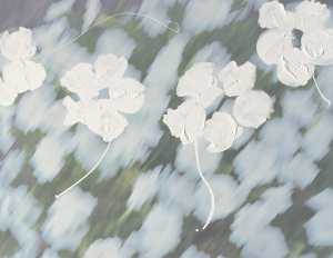 flowers-2-white-peduncles