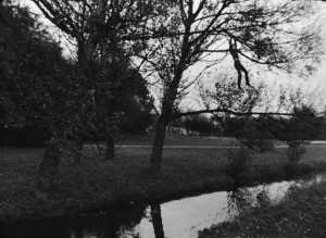 broken-fall-organic-amsterdamse-bos-holland