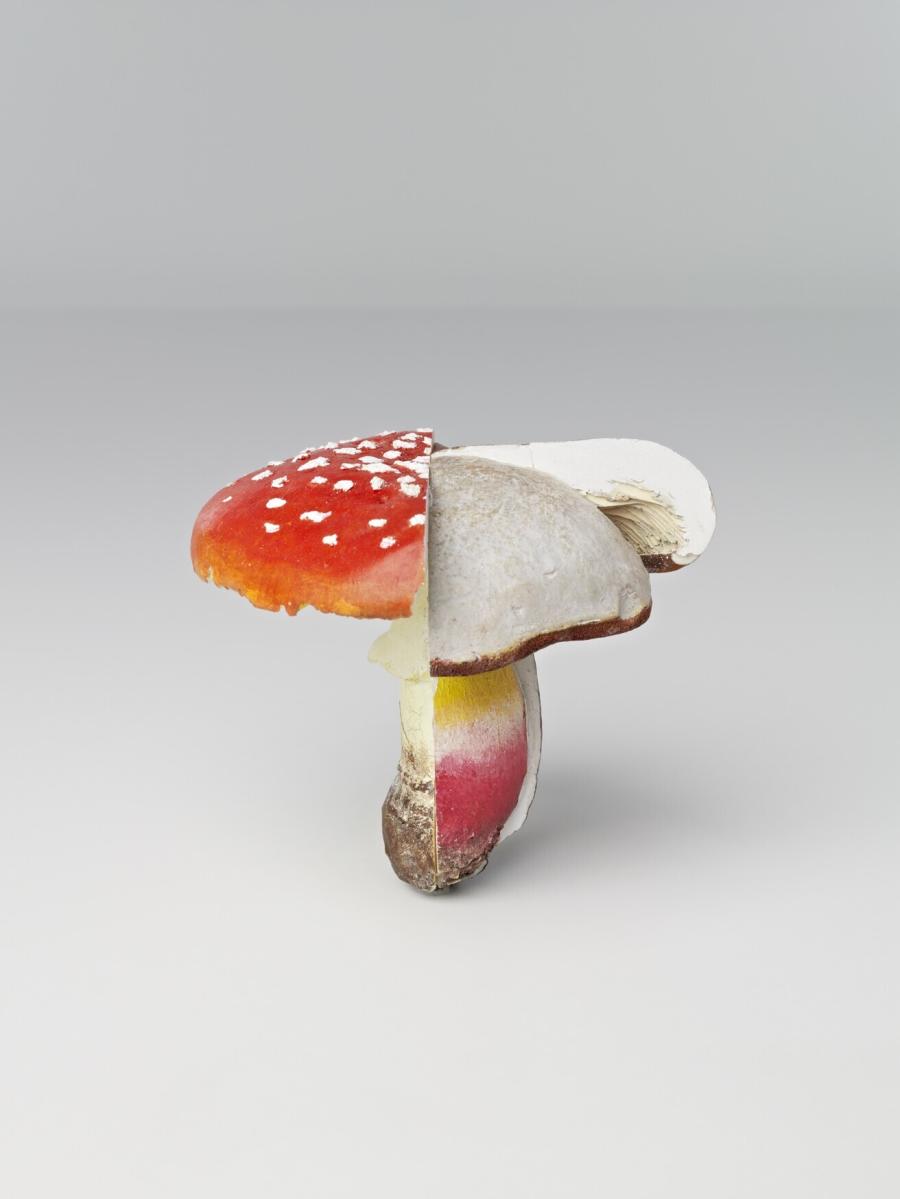 Fliegenpilz/Satanspilz/Habichtspilz