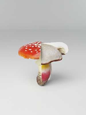 fliegenpilz-satanspilz-habichtspilz