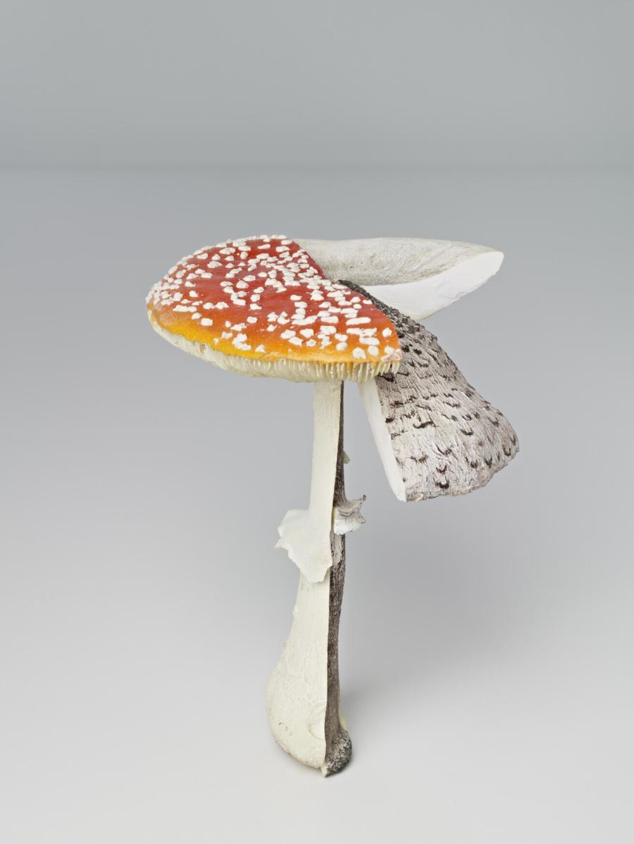 Fliegenpilz/Parasol/Ackerschirmling (Vliegenzwam/Parasolzwam/Knolparasolzwam)