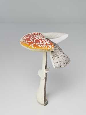 fliegenpilz-parasol-ackerschirmling-vliegenzwam-parasolzwam-knolparasolzwam