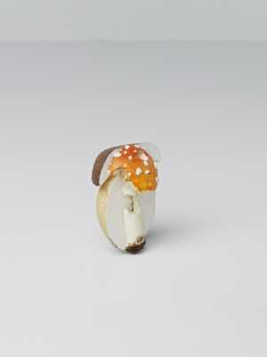 fliegenpilz-steinpilz-vliegenzwam-eekhoorntjesbrood