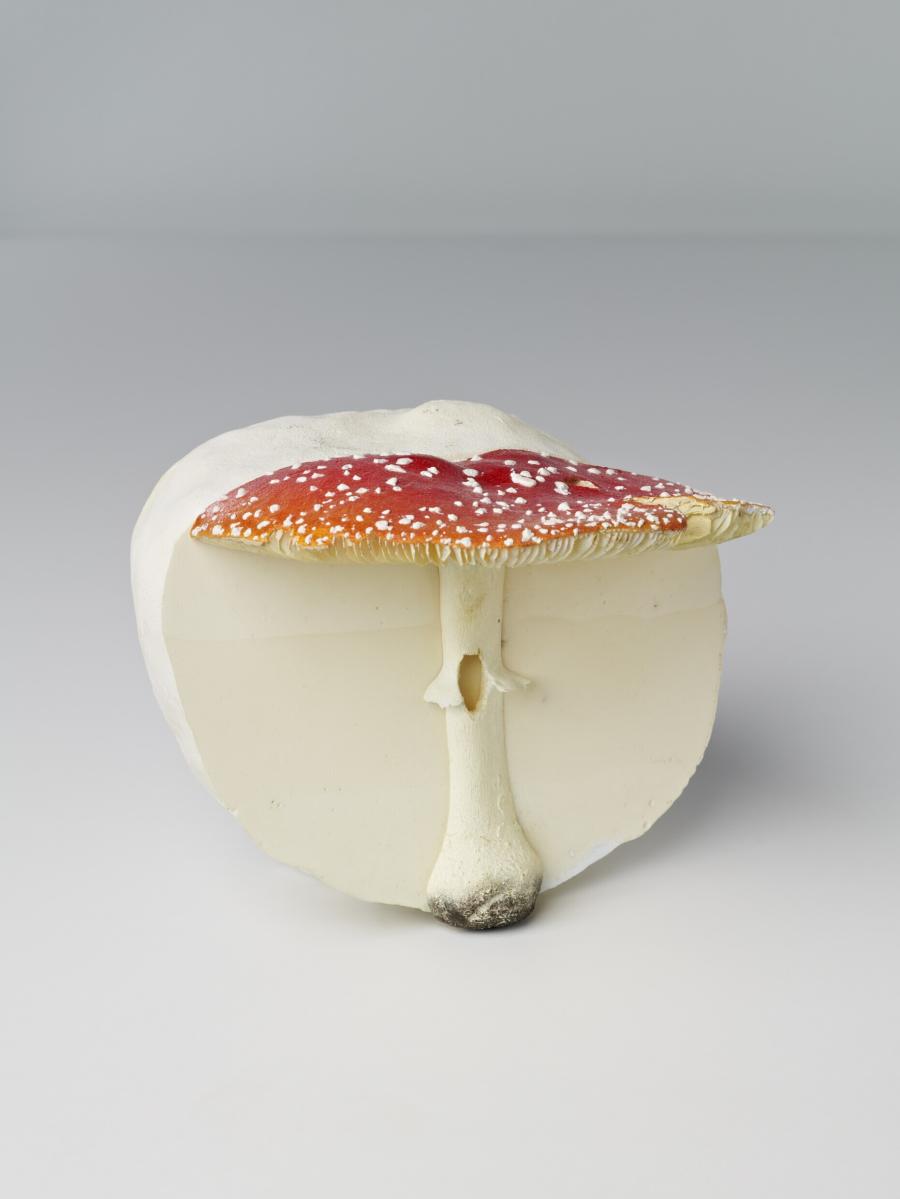 Fliegenpilz/Riesenbovist