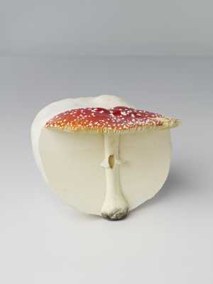 fliegenpilz-riesenbovist-vliegenzwam-reuzenbovist