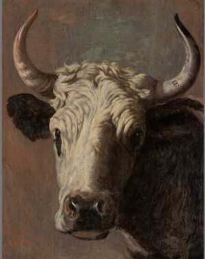 head-of-a-cow