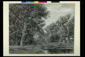 forest-view-with-pond