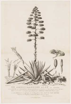 the-american-aloe-from-clusius