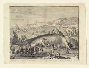 a-sperm-whale-beached-near-berkhey-on-3-february-1598