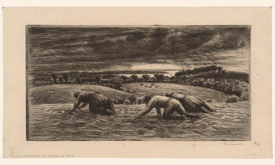 Aardappelrapende boeren