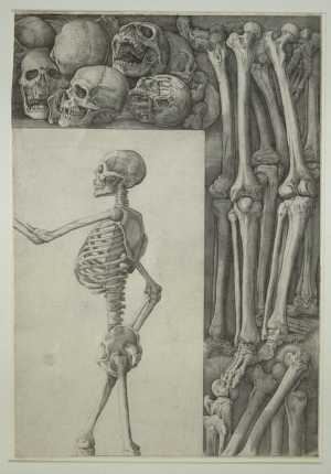 study-of-a-skeleton