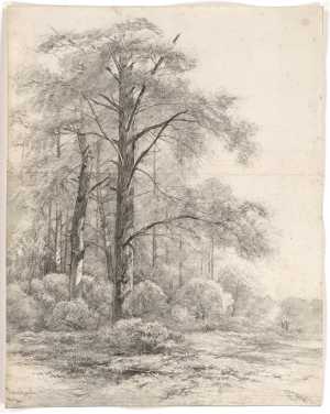 hoge-bomen-aan-een-bosrand