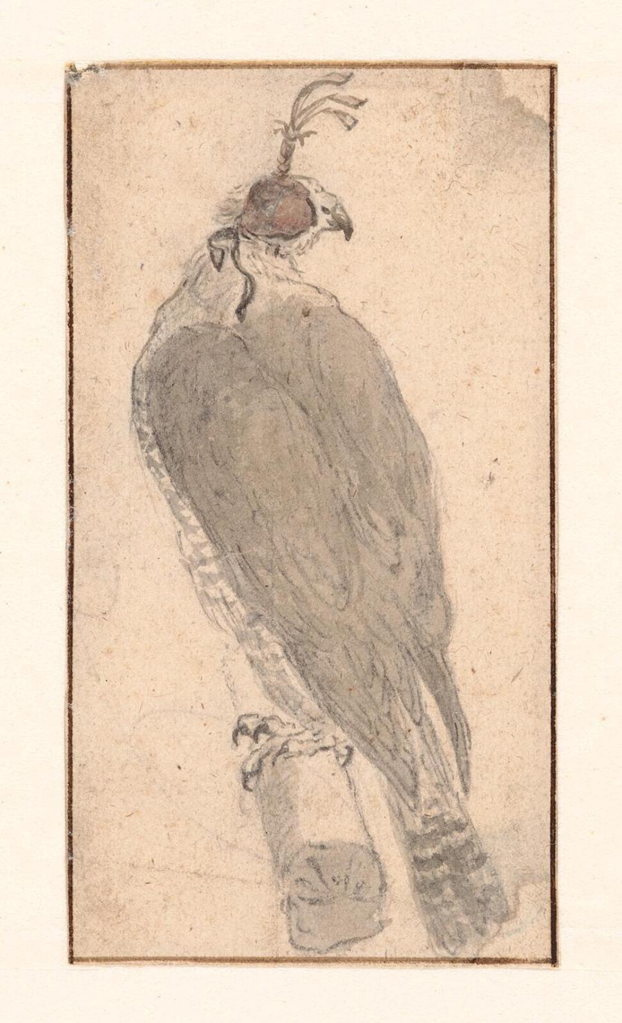 Gehuifde Havik (Accipiter gentilis) als valkeniersvogel