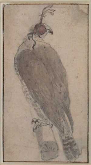 Gehuifde Havik (Accipiter gentilis) als valkeniersvogel