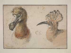 De koppen van een Dodo (Raphus cucullatus) en een Hop (Upupa epops)