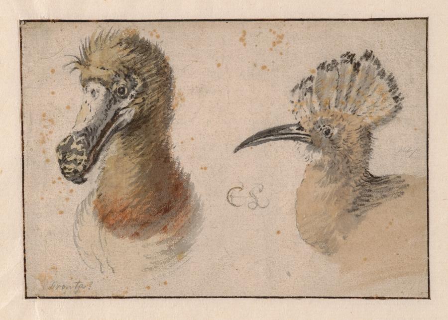The Heads of a Dodo and a Hoopoe Hen