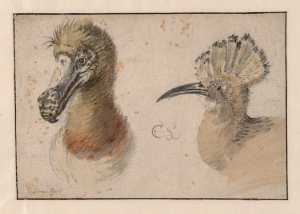 the-heads-of-a-dodo-and-a-hoopoe-hen