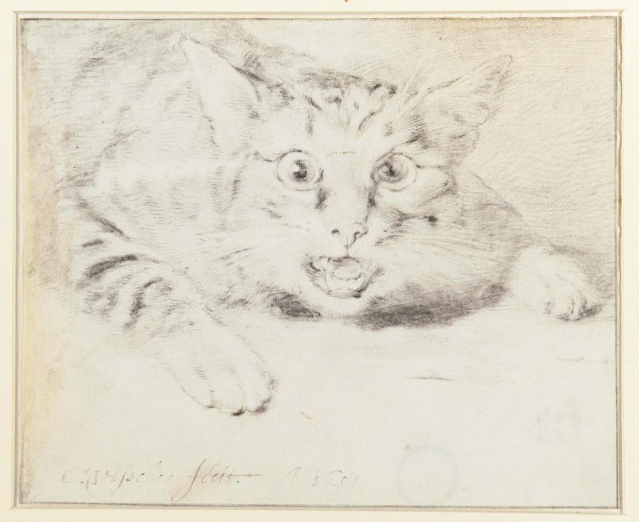 Studie van een blazende kat