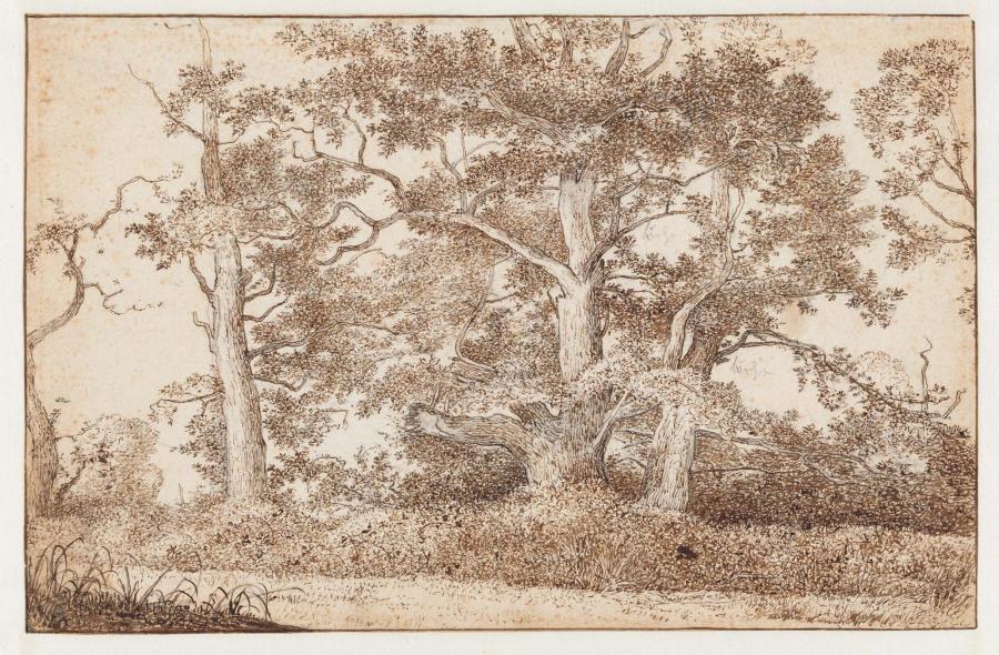 Bomen langs een pad