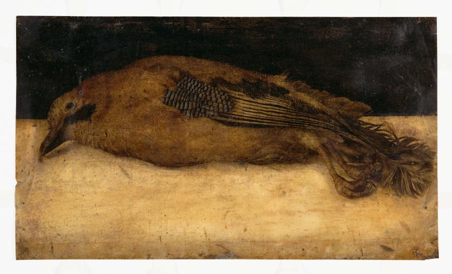 Dead Jay (Garrulus glandarius)