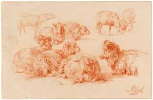 studies-van-schapen