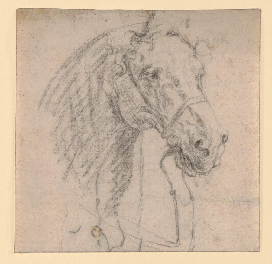 Een paardenkop, opgetuigd en rechts gewend