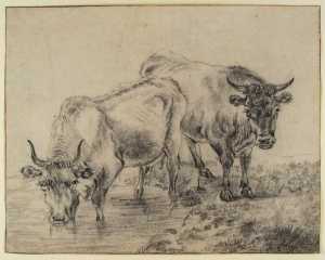 twee-koeien-in-de-wei