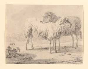 two-sheep-standing