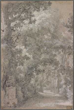 view-of-a-park-with-tall-trees