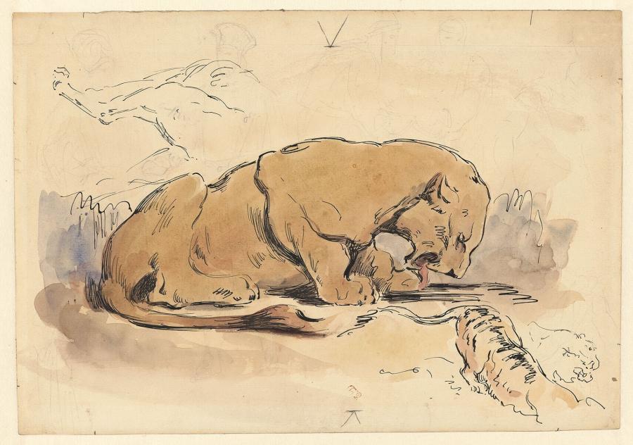 Drinkende jonge leeuw