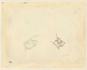 two-sudies-of-a-head-of-a-horse