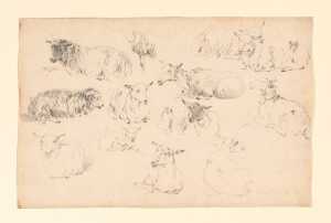 studies-of-lying-sheep