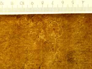 TMSFoto/PK/H 5 (PK)_2.jpg