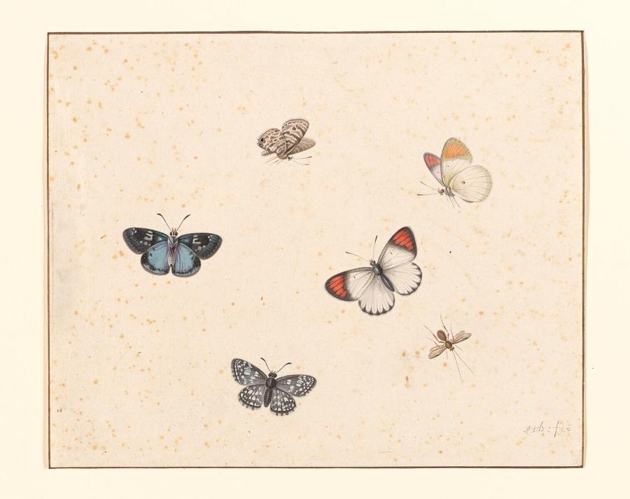 Vijf vlinders en een insect
