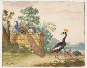 vogels-in-een-park-drie-pauwen