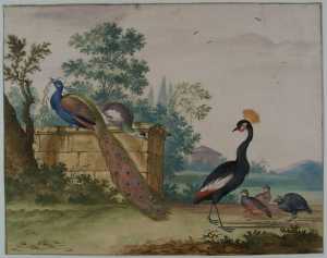 vogels-in-een-park-drie-pauwen