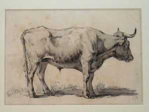 staande-os-in-profiel-naar-rechts-wegkijkend