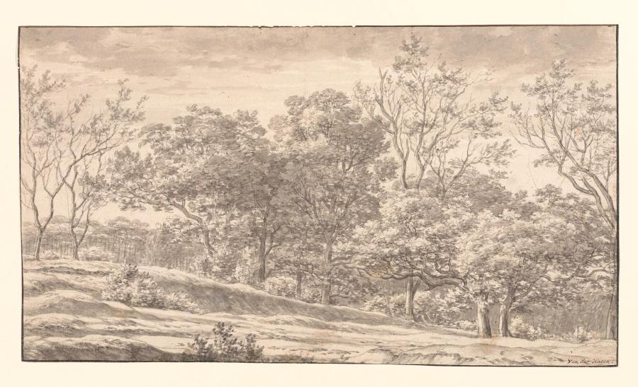 De zoom van een bos in een heuvelachtige streek