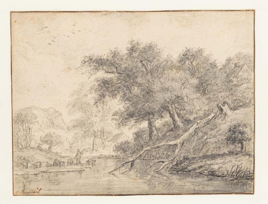 Forest Landscape with a Fallen Tree on a Pool