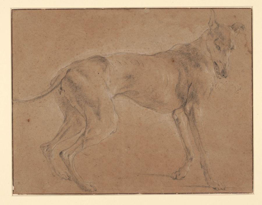 A Greyhound, Standing, Turned To the Right