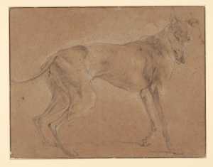 a-greyhound-standing-turned-to-the-right
