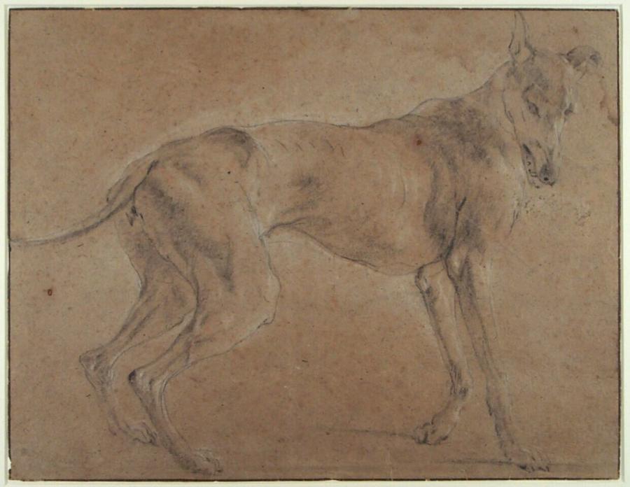 A Greyhound, Standing, Turned To the Right